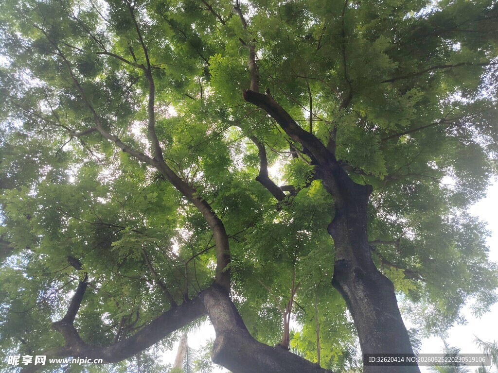 仰视繁茂大树树冠