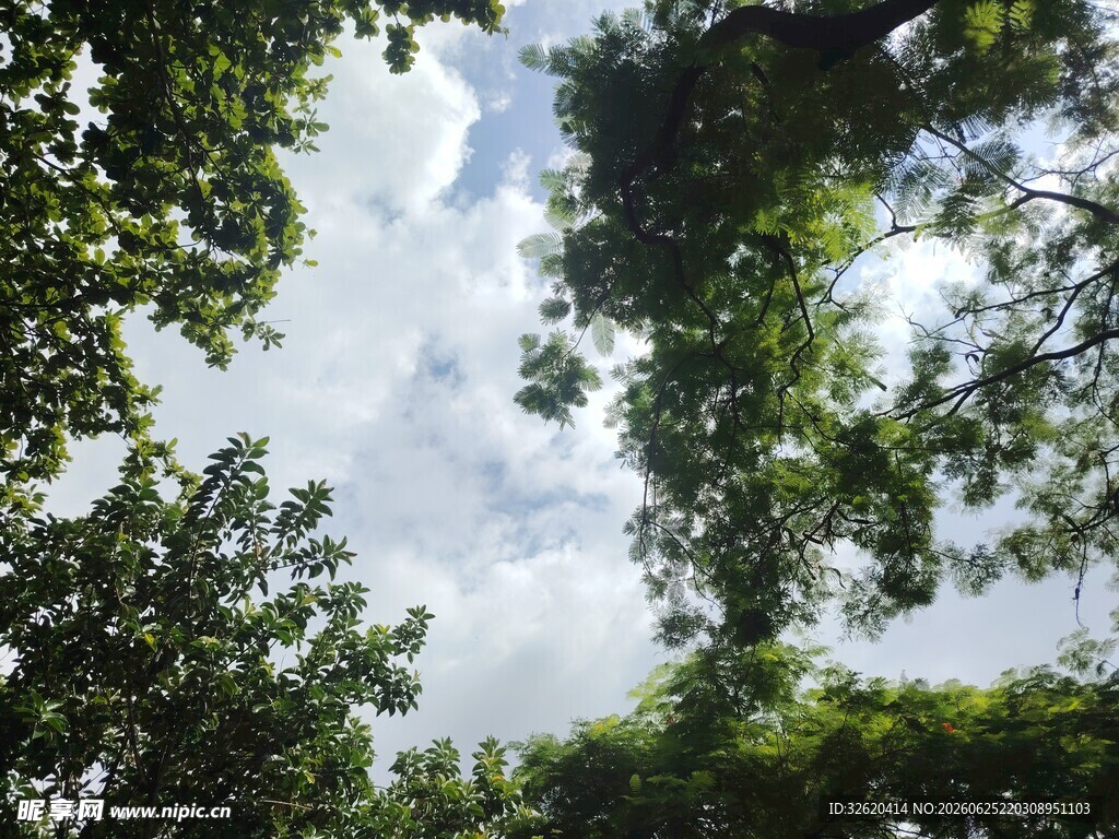 仰望林间天空绿意盎然