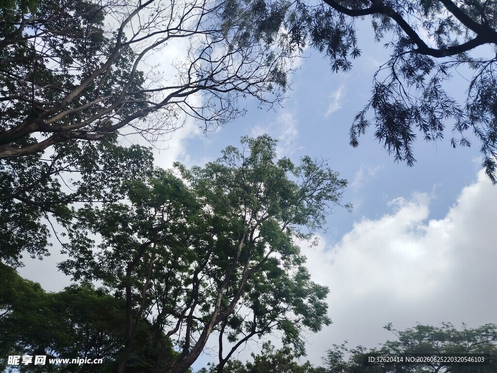 林间树梢上的蓝天白云