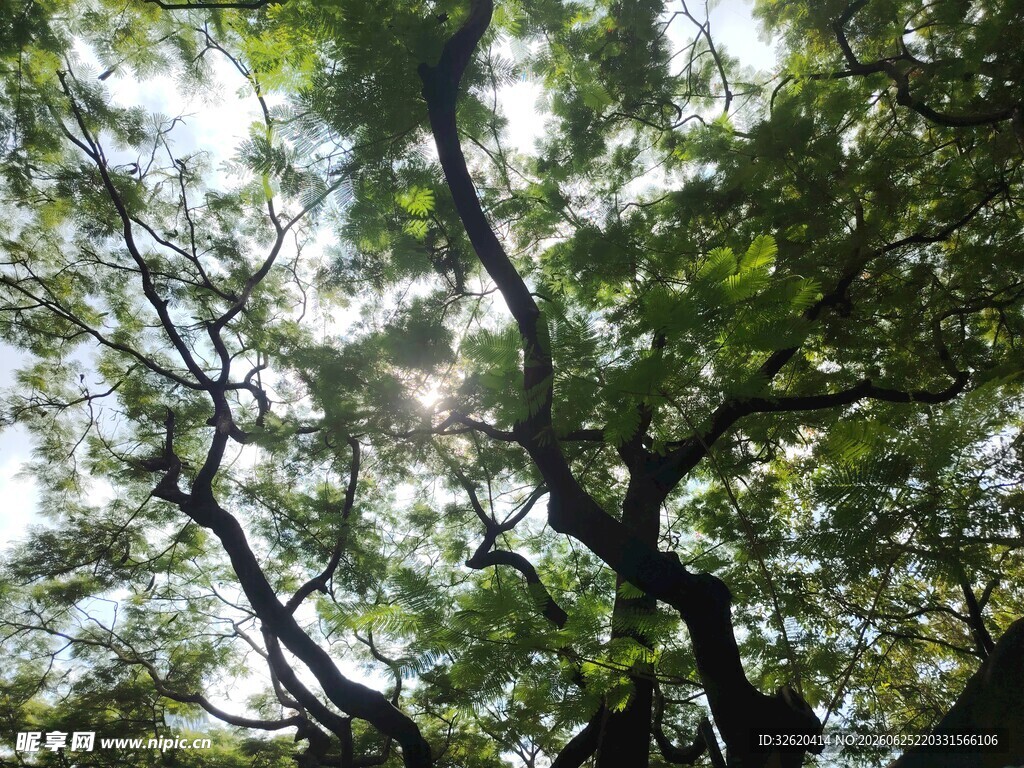 透过枝叶的斑驳阳光