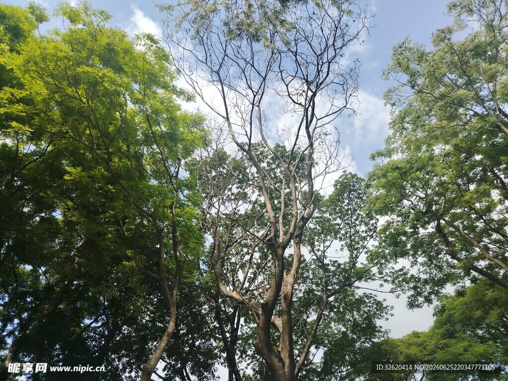 林间树木与蓝天白云