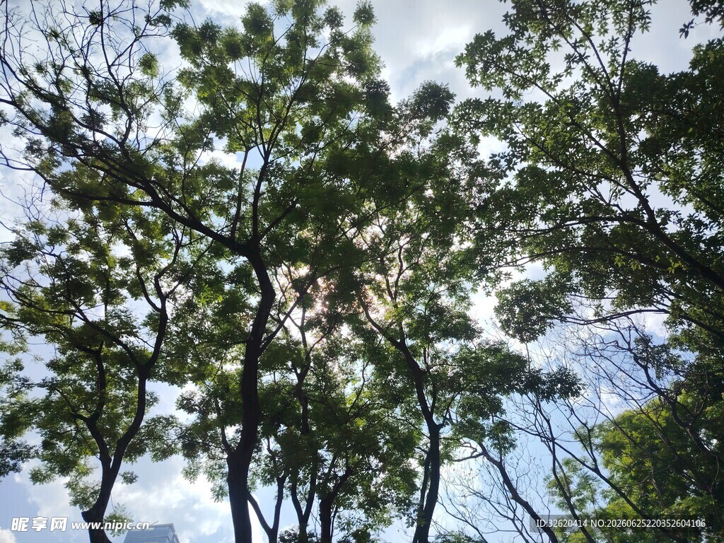 阳光透过枝叶的林间景致