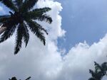蓝天白云下的棕榈树