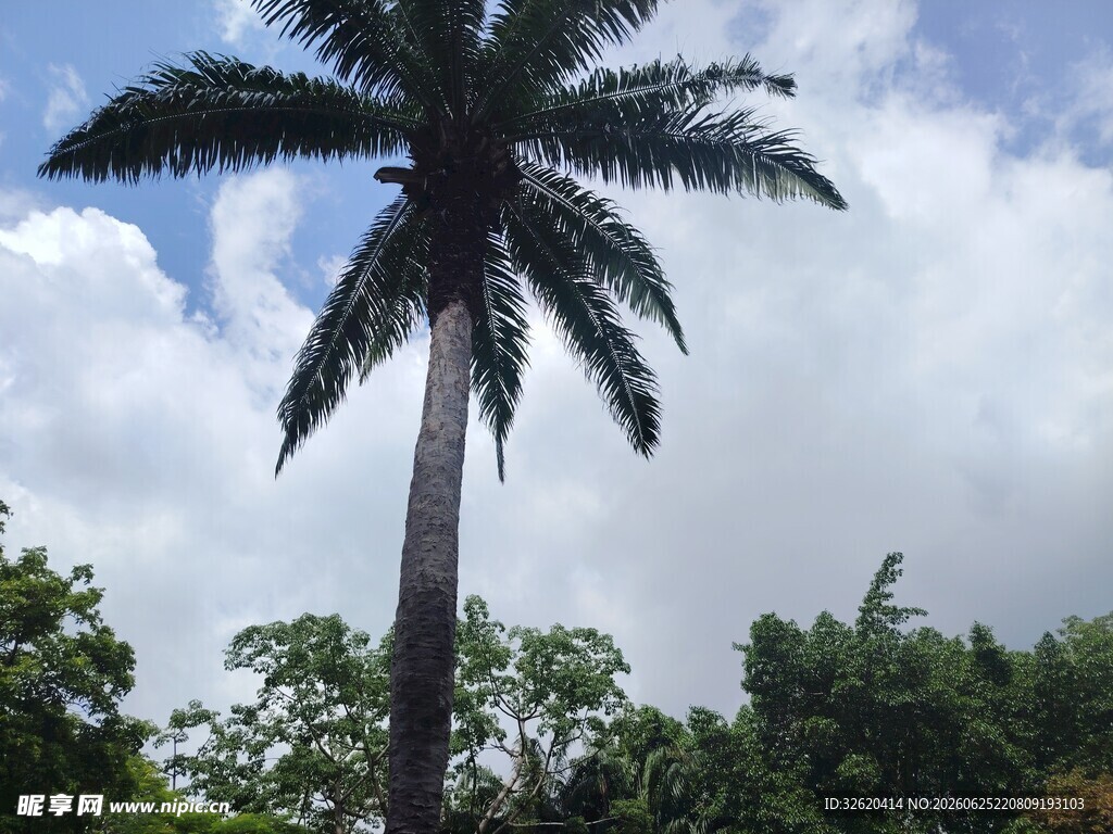 高大棕榈树挺立晴朗天空下