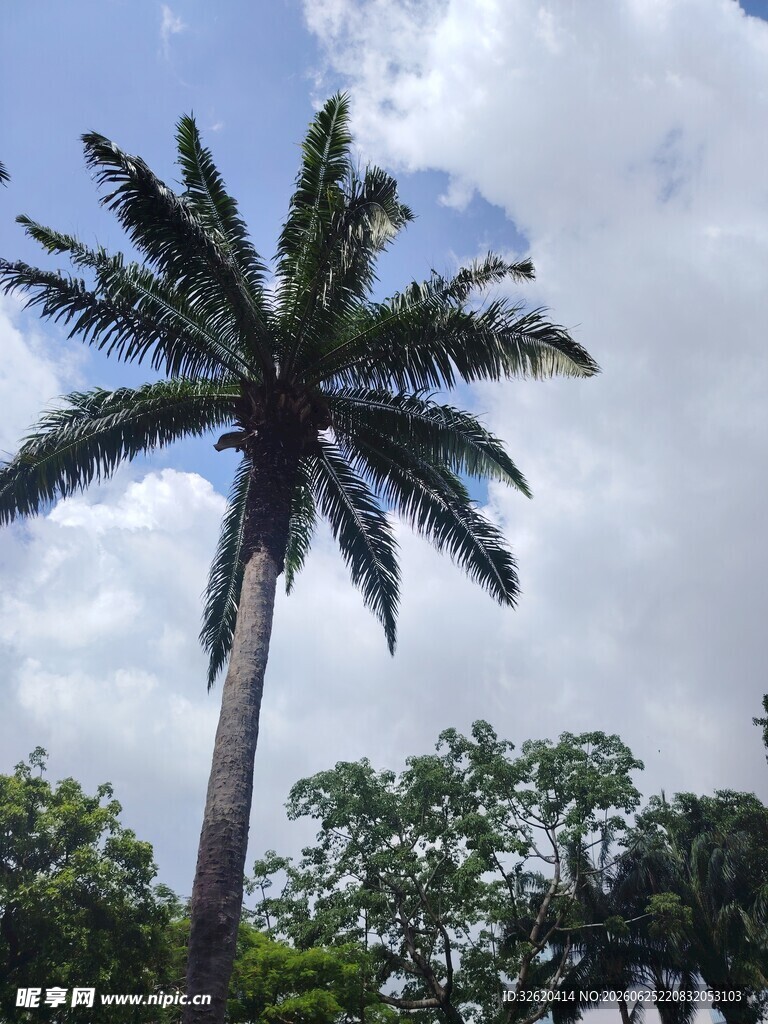 高大挺拔的棕榈树