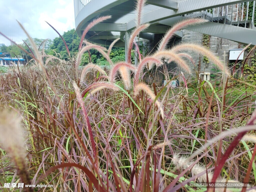 观赏草