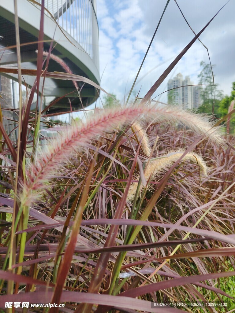 粉穗芒草