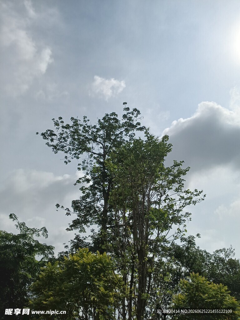 蓝天白云下的葱郁树木