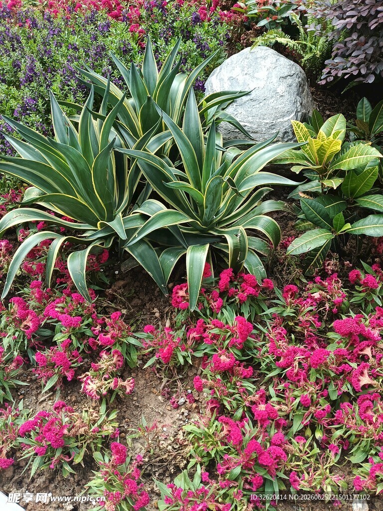 多彩花卉与绿植景观