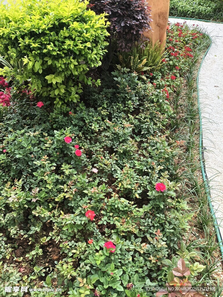 花园小径旁的多彩植物美景