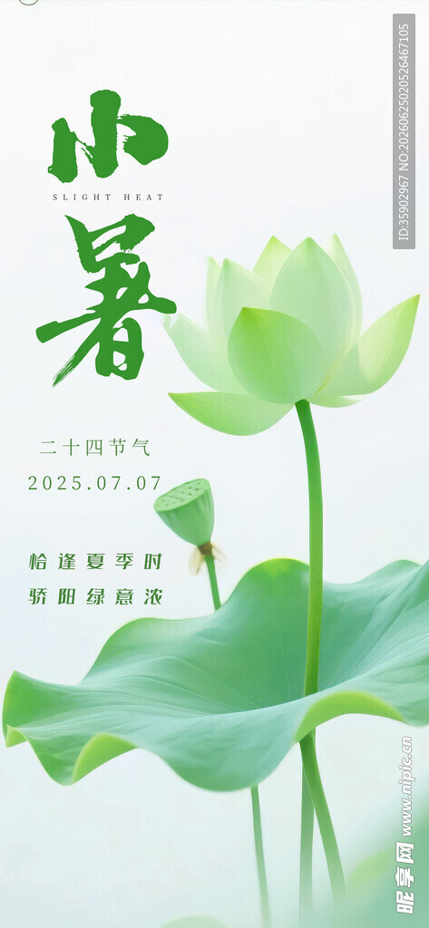 小暑时节的清新荷花图