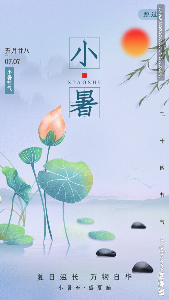 小暑时节荷花绽放图景