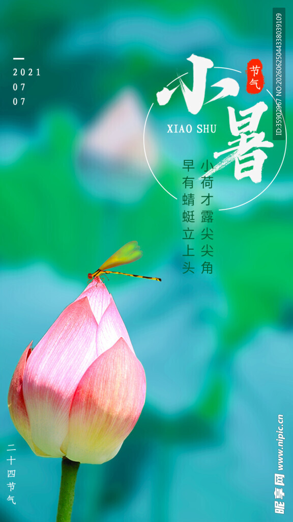 小暑时节的娇艳荷花