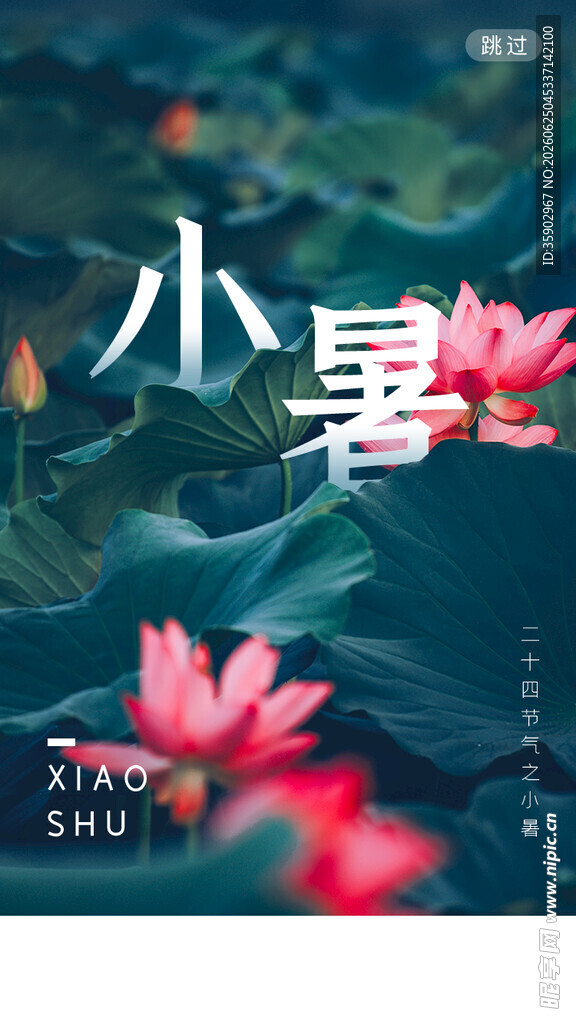 小暑时节的荷花美景