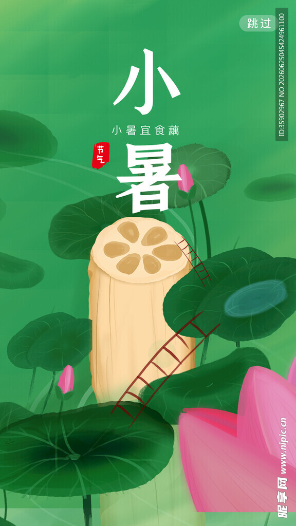 小暑时节荷花与藕景