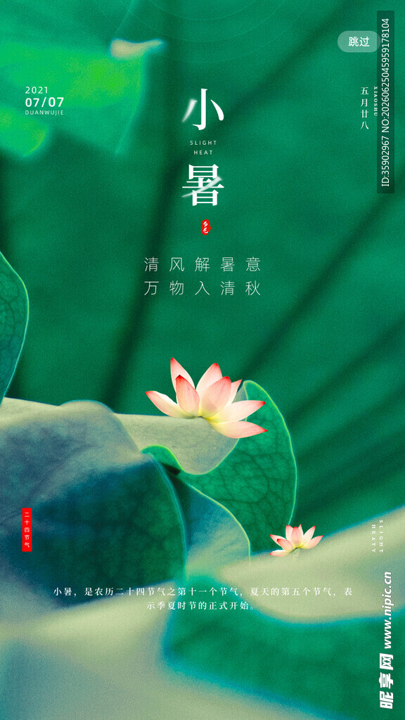 小暑时节的清新荷花景致