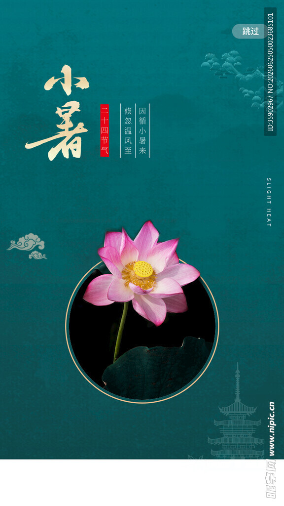 小暑时节绽放的娇艳荷花
