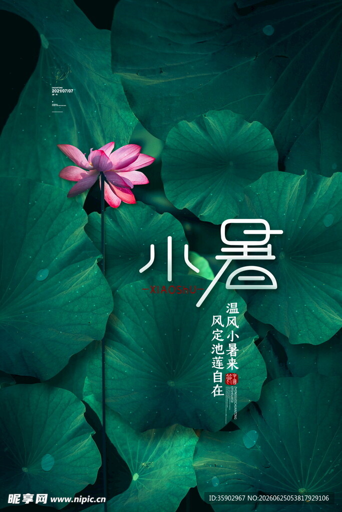 小暑时节荷花荷叶美景