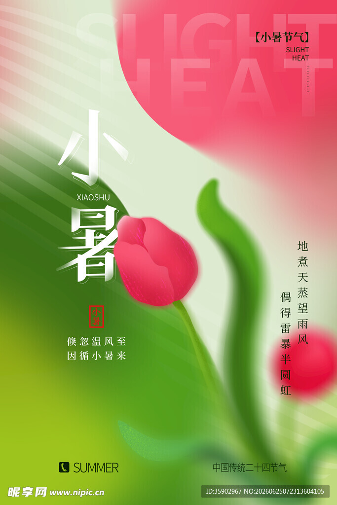 小暑时节的娇艳花卉