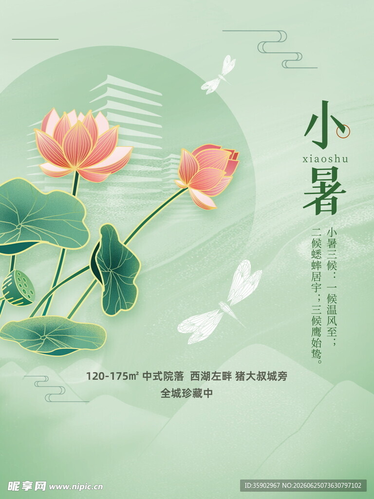 小暑时节荷花绽放图景