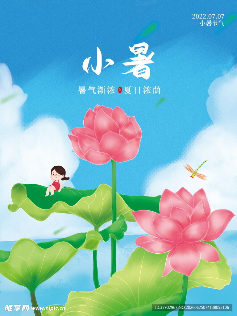 小暑时节荷花绽放图景