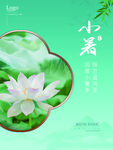 小暑时节的清雅白荷