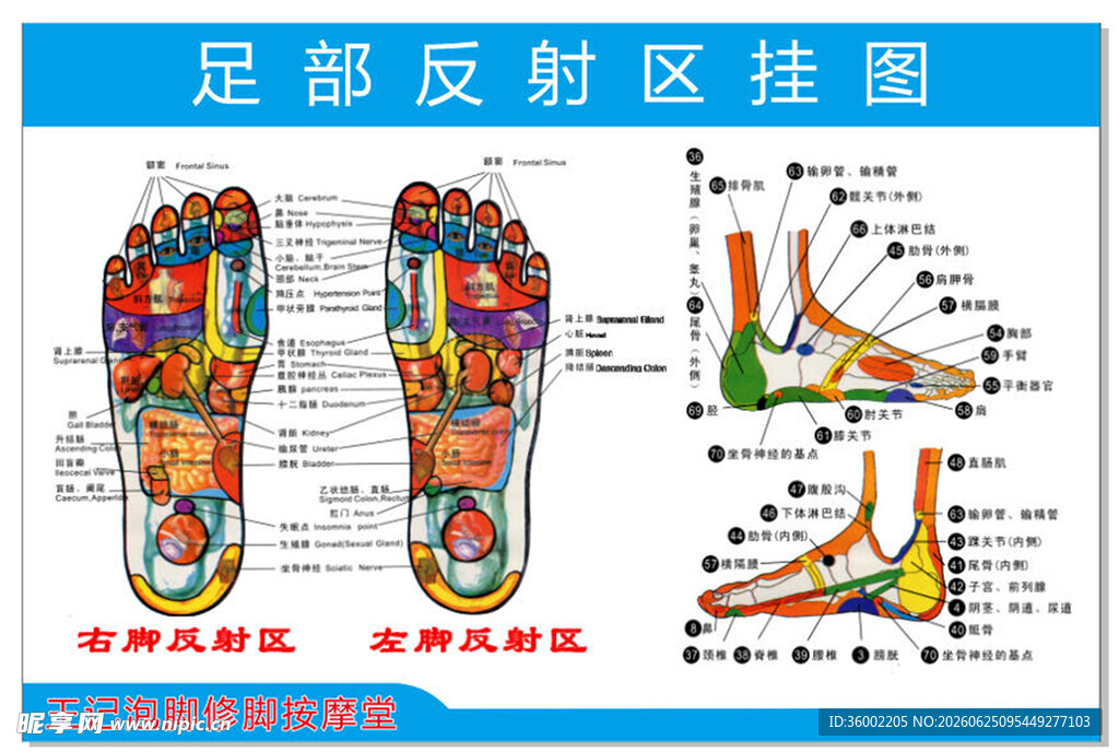 足部反射区挂图展示