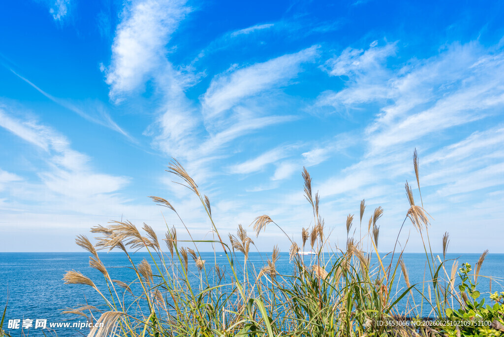 海边摇曳的芦苇与蓝天
