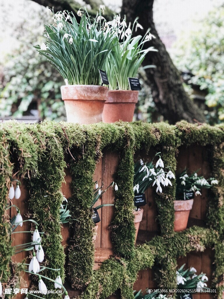 苔藓木架上的盆栽绿植
