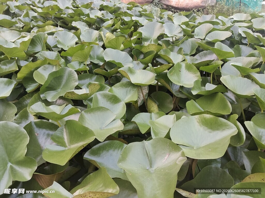 水葫芦植物景观