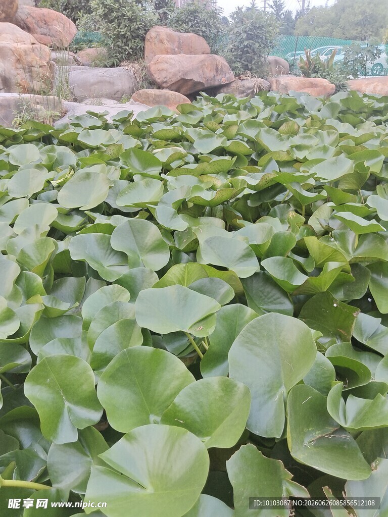 池塘中的茂盛水生植物