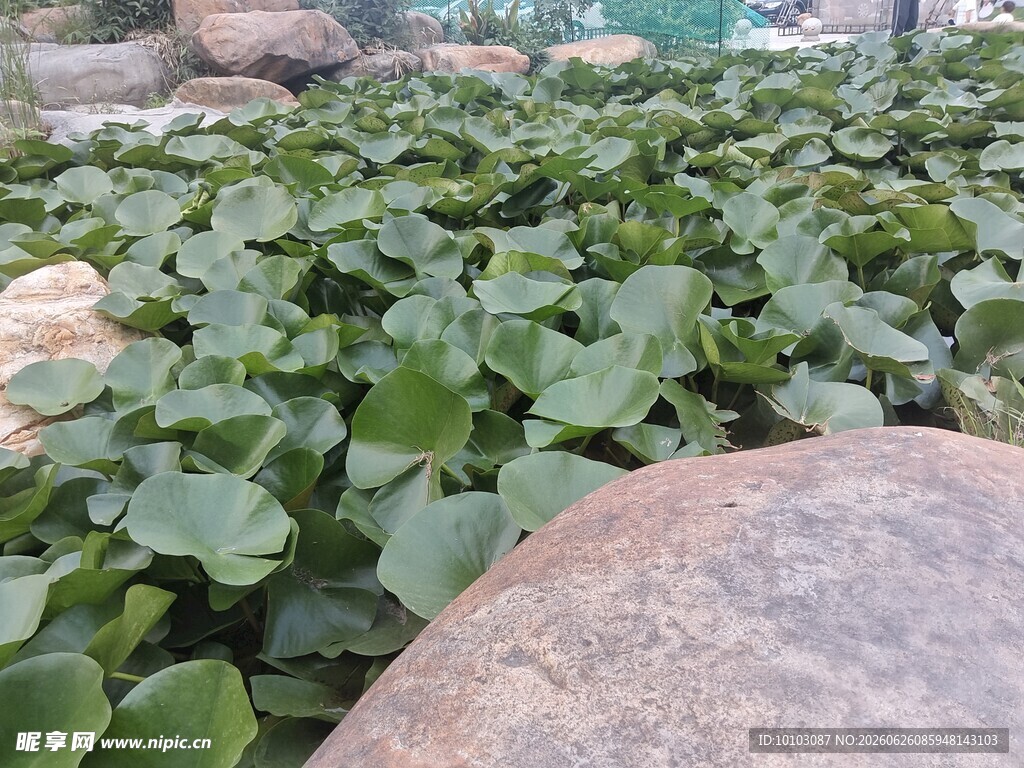 石旁绿叶植物景观