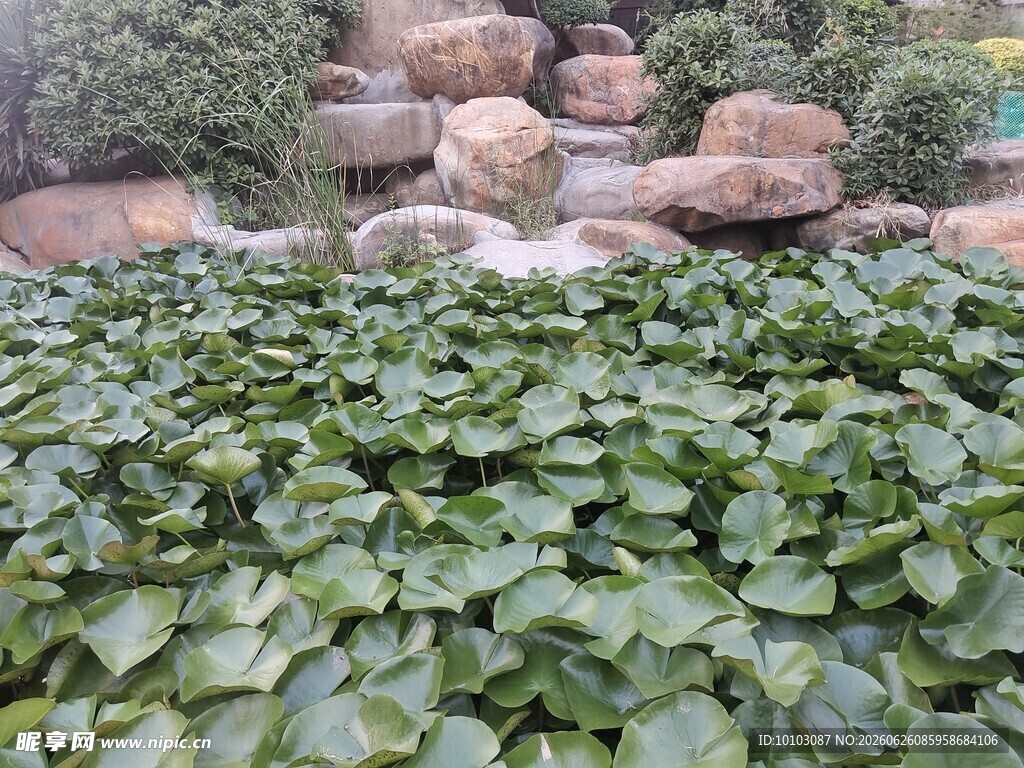 池塘荷叶与叠石景观