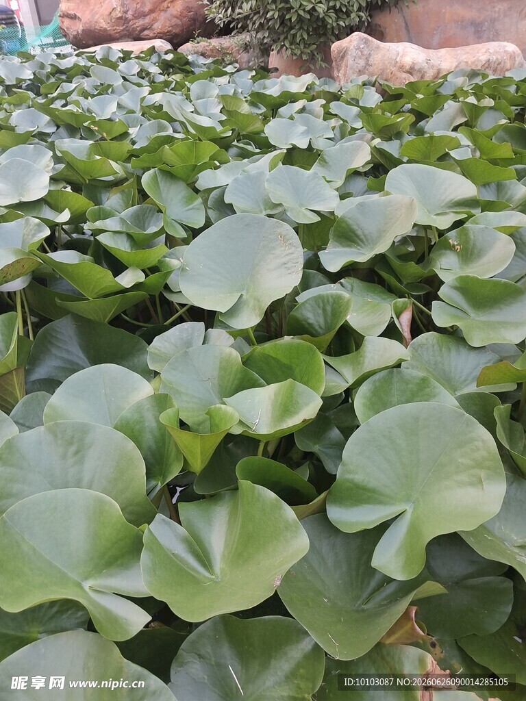 池塘中的大片荷叶