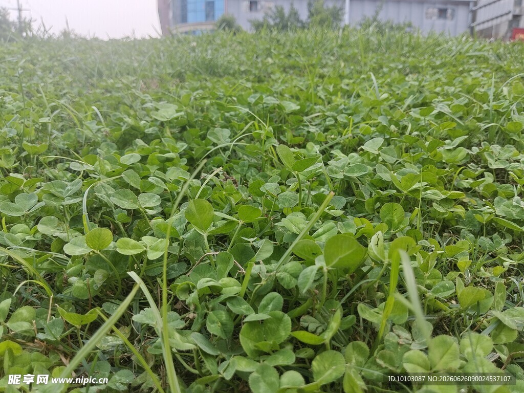 绿色繁茂的水生植物景观