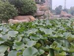 荷塘景致