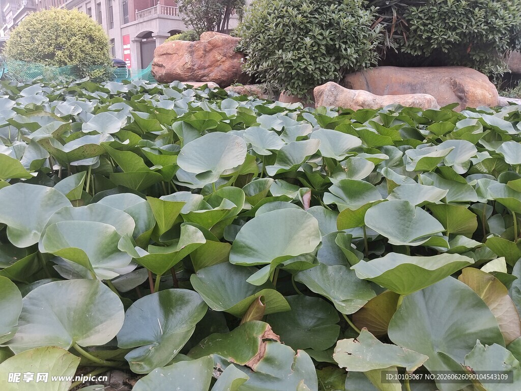 荷塘绿意浓