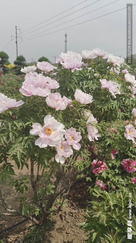 盛开的粉色牡丹花