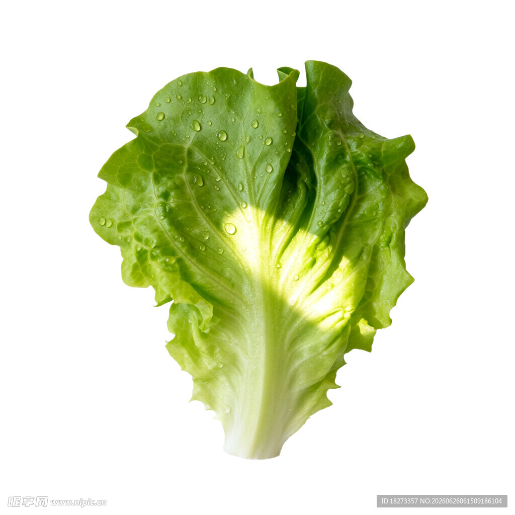 生菜