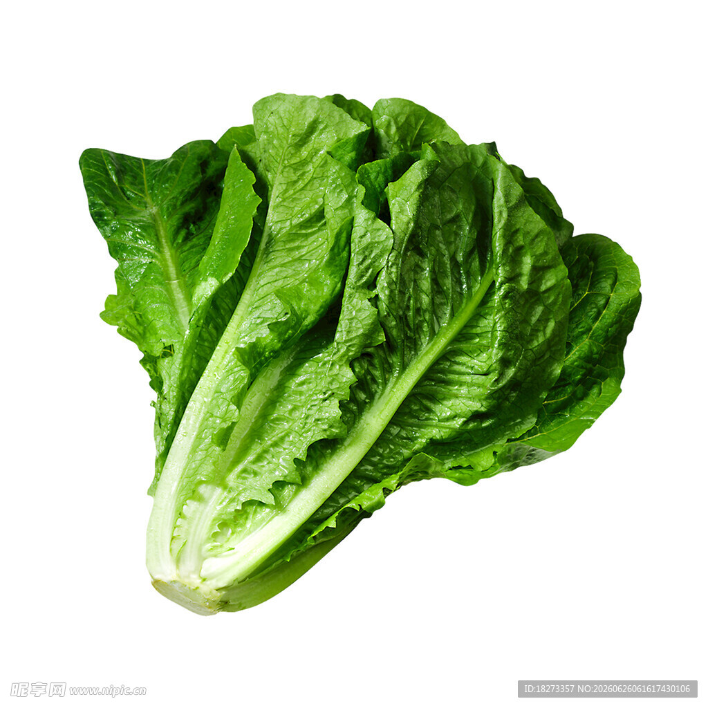 生菜