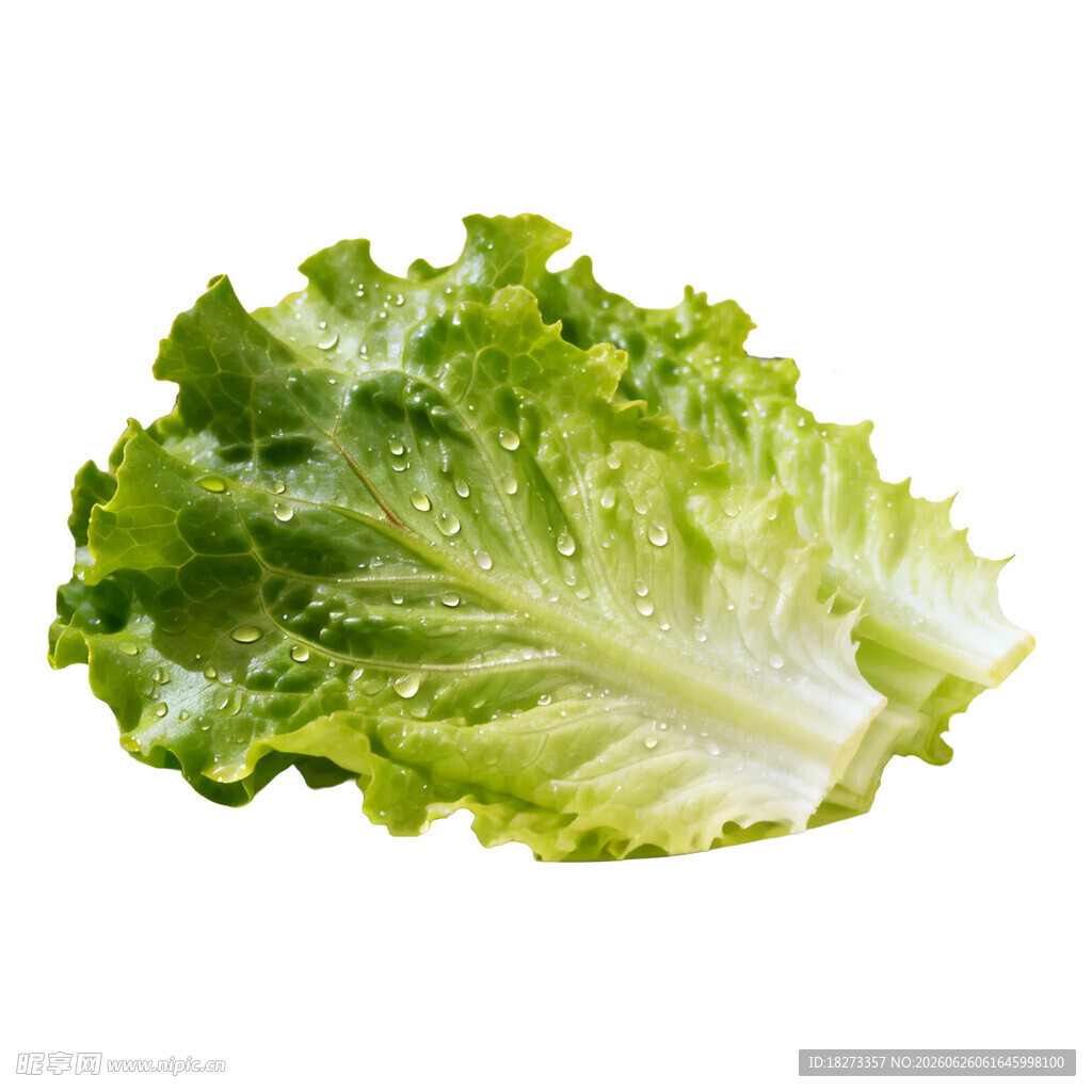 生菜
