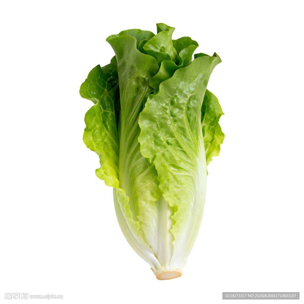 生菜