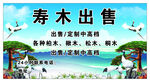 寿木