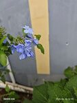 蓝花绽放于绿叶间