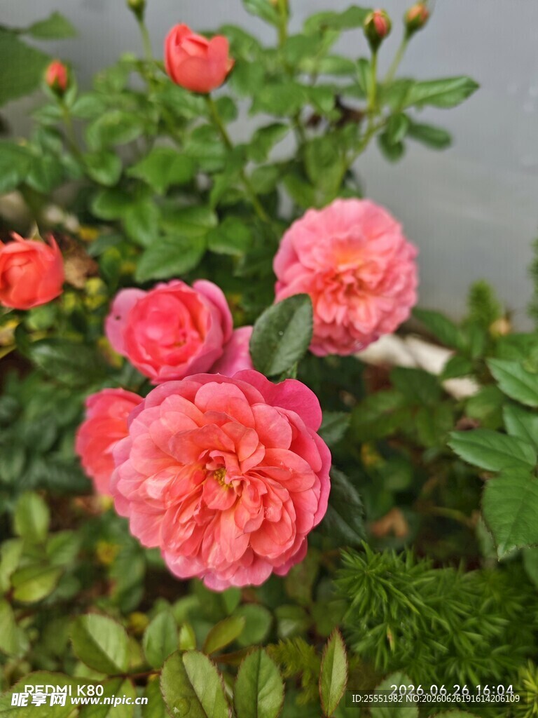 娇艳粉色月季花绽放