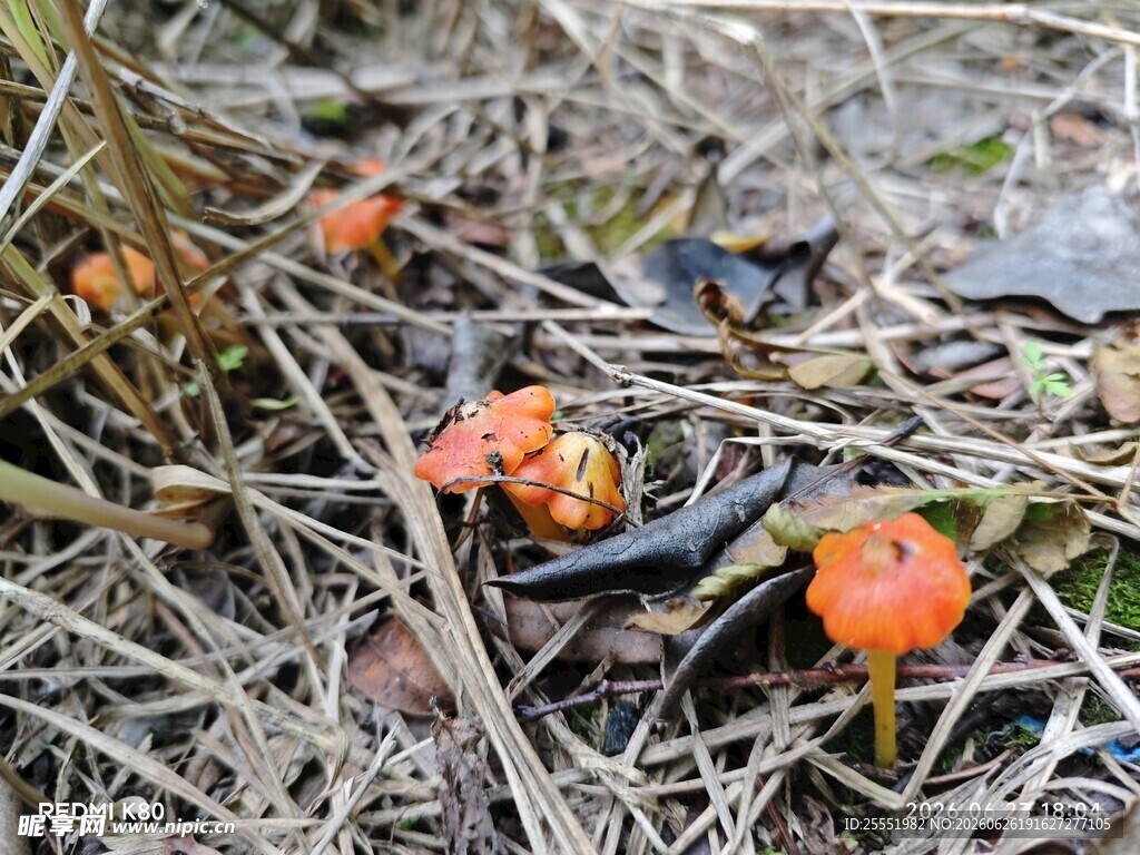 地面上的橙红色小蘑菇
