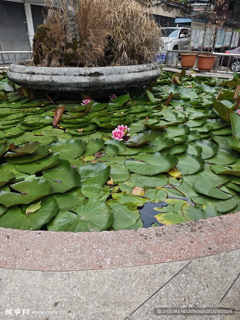 城市中的睡莲池景观