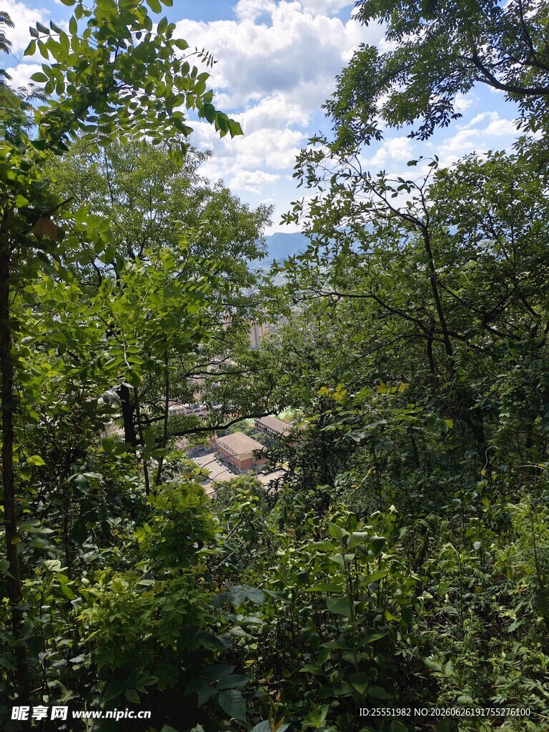 林间景致