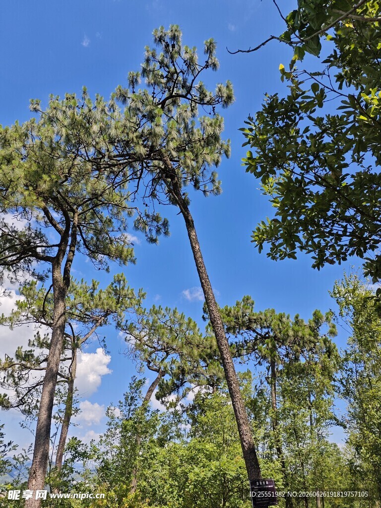 蓝天绿树间的清新自然景象