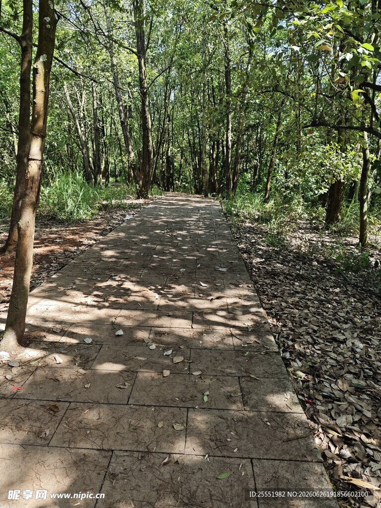 林间幽静步道